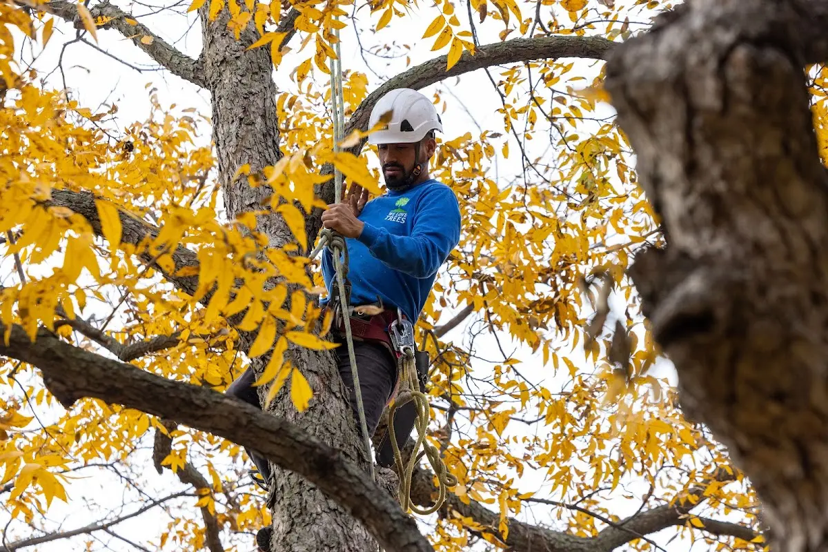 Skilled Tree Transplanting crew working in Owanka